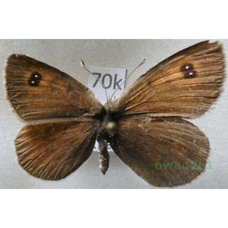 Erebia cassioides (Reiner & Hochenwarth, 1792) female Italy70k